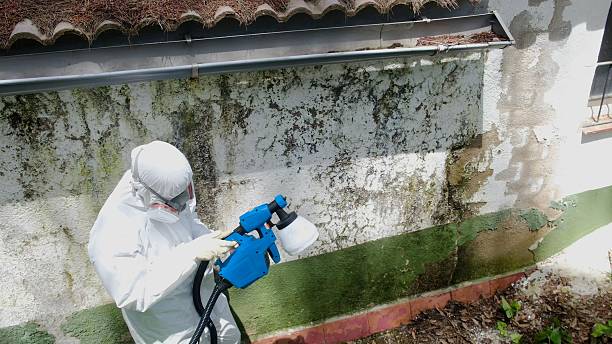 Top rated local Basement Mold Removal specialists in Sperryville, VA